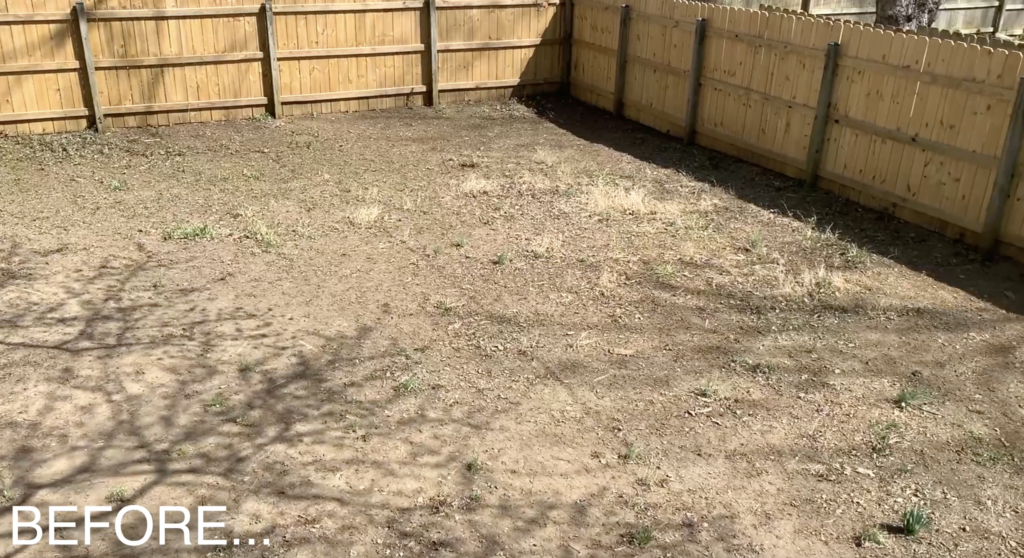 My "Lawn" BEFORE