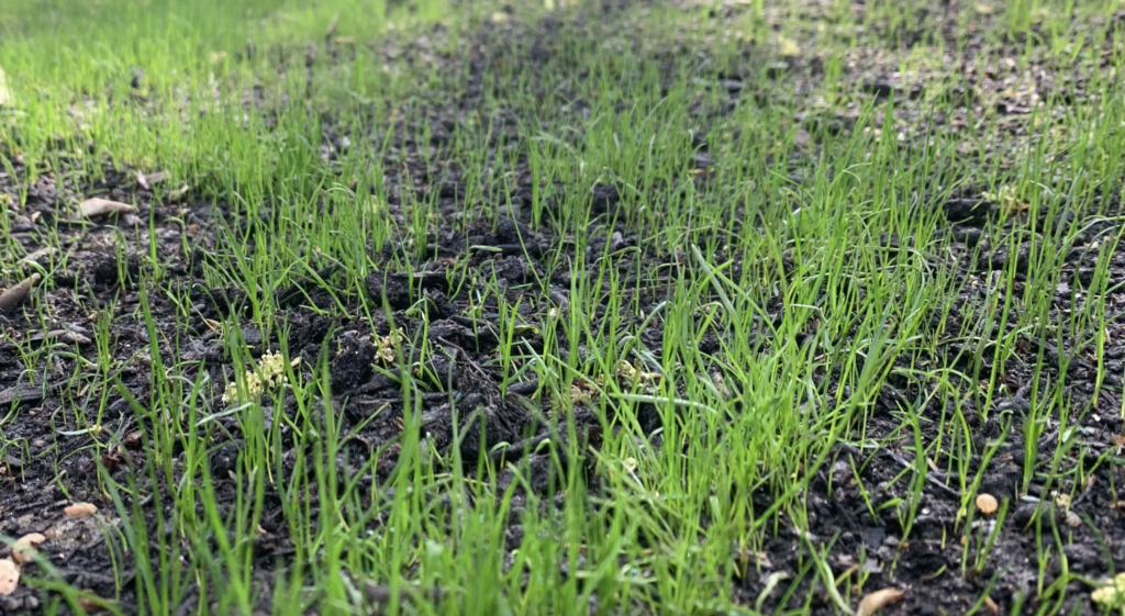Grass Seed Germination Results After Two Weeks
